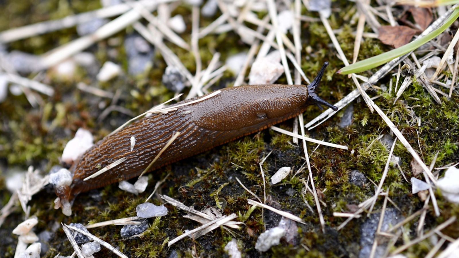 Tutkijan mukaan edessä saattaa voi olla hyvä etanakesä.