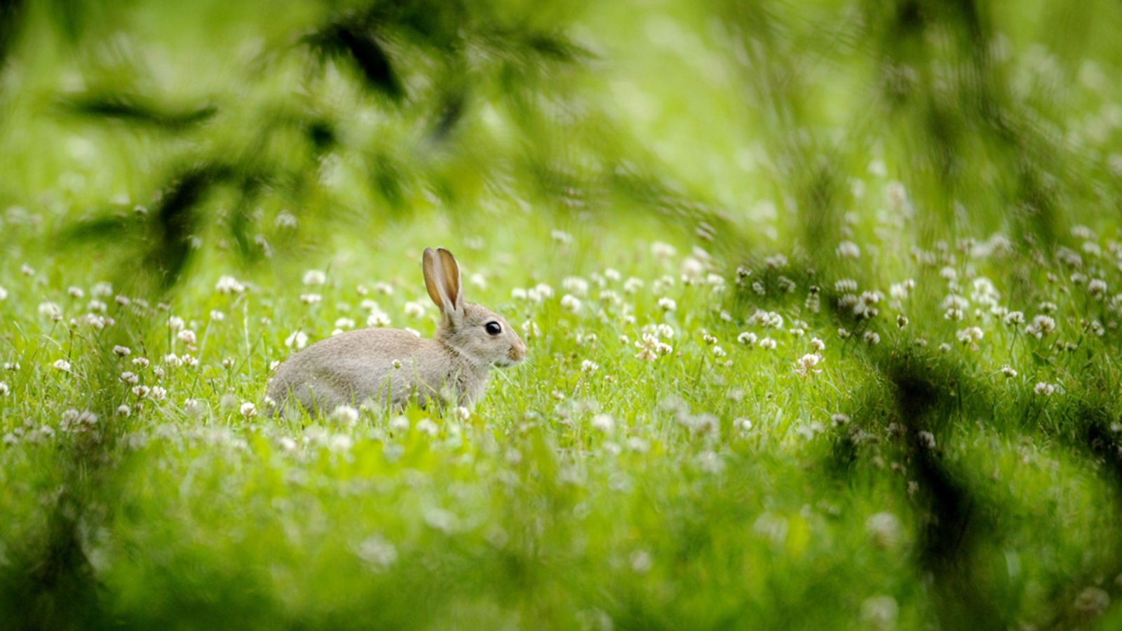 Villikani (Oryctolagus cuniculus) Töölönlahden rannassa Helsingissä. ||| European rabbit (Oryctolagus cuniculus) in Töölönlahti - Helsinki, Finland.