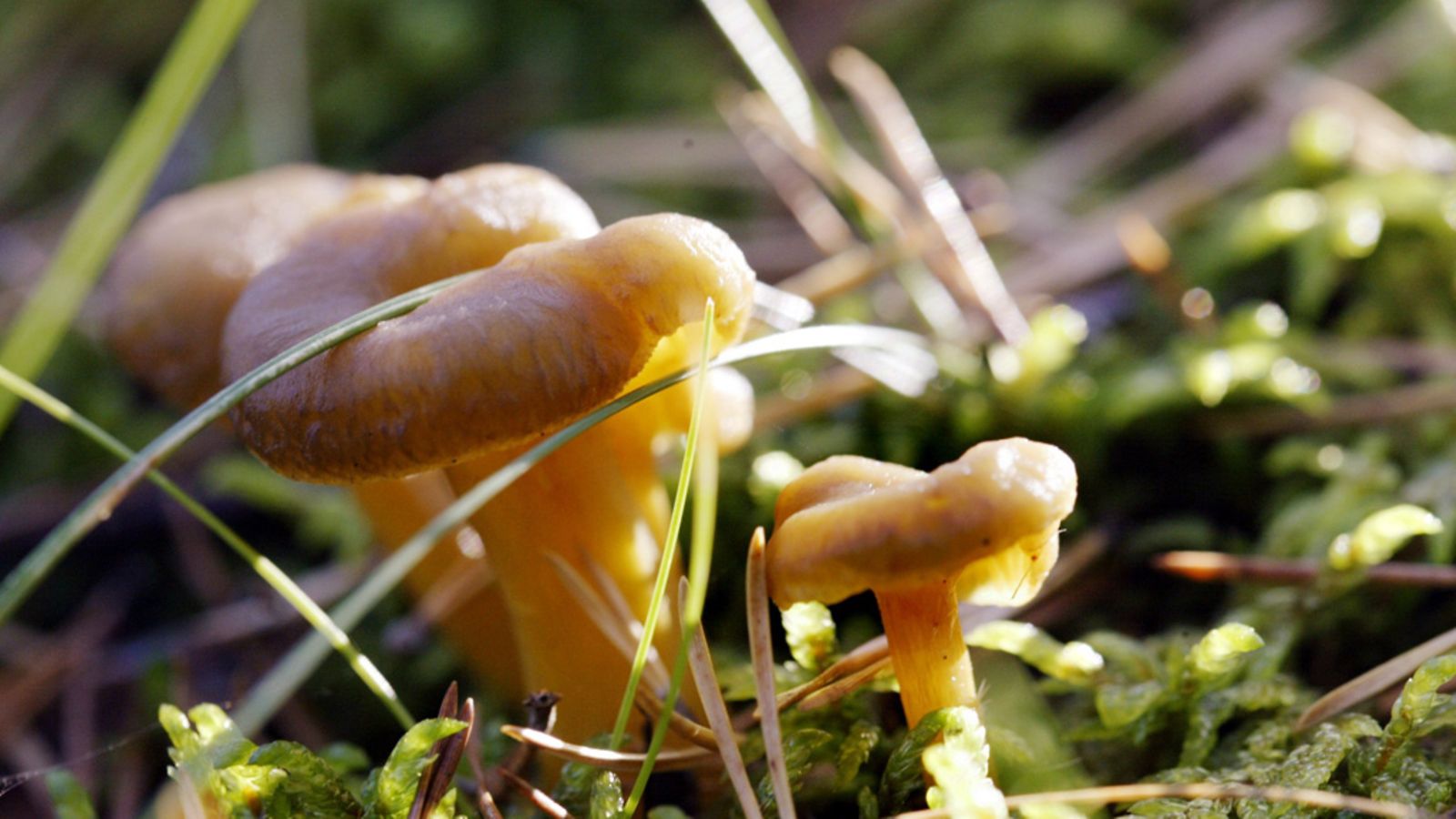 Suppilovahveroita (Cantharellus tubaeformis) metsässä.