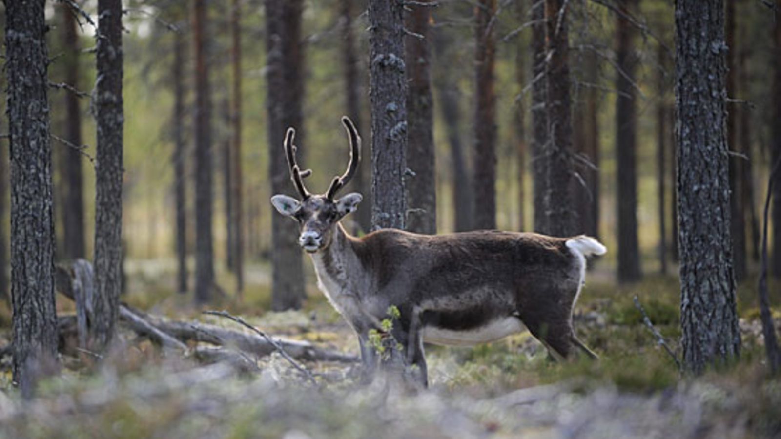 Poro metsässä Pudasjärvellä 21. elokuuta.