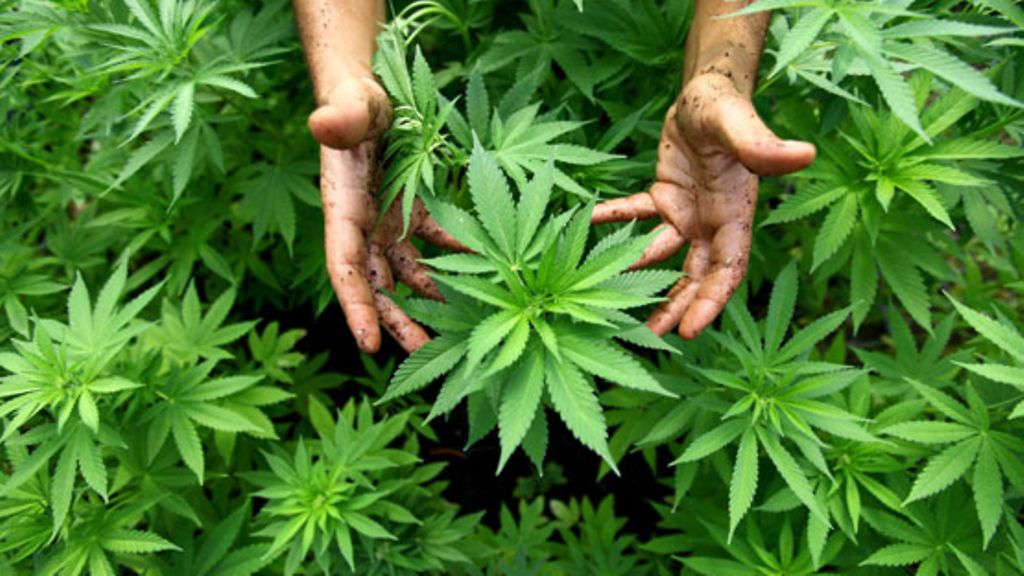 Mies perusteli suurta huumevarastoaan: Pelkäsi kannabispulaa uskontonsa takia