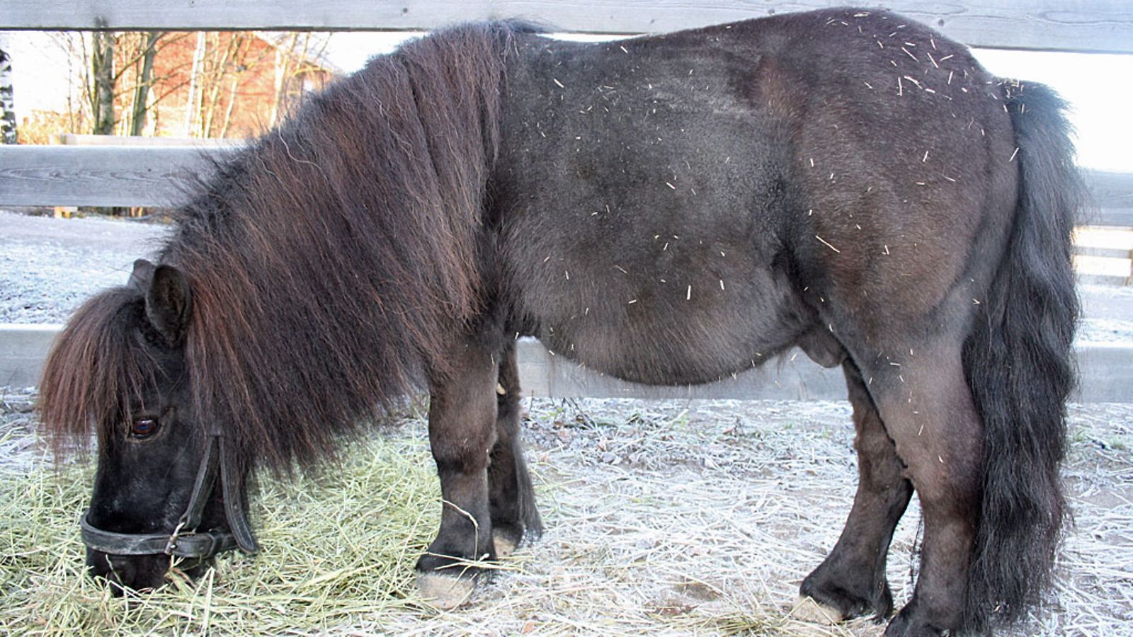 Fallkullan koetieläintilan tallista varastettu Laku-poni. Kuva: Falkullan kotieläintila