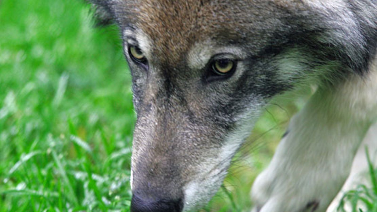 Susi (Canis lupus) Ähtärin eläinpuistossa.