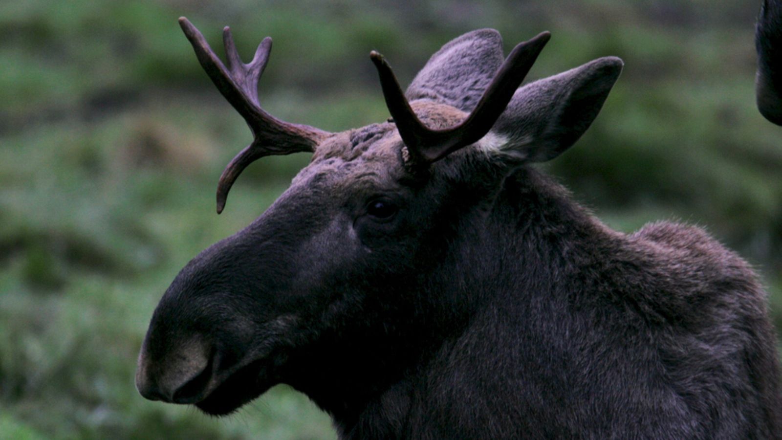 Nuori uroshirvi hyökkäsi lenkkeilijän päälle Norjassa. Kuvan hirvi ei liity tapaukseen.