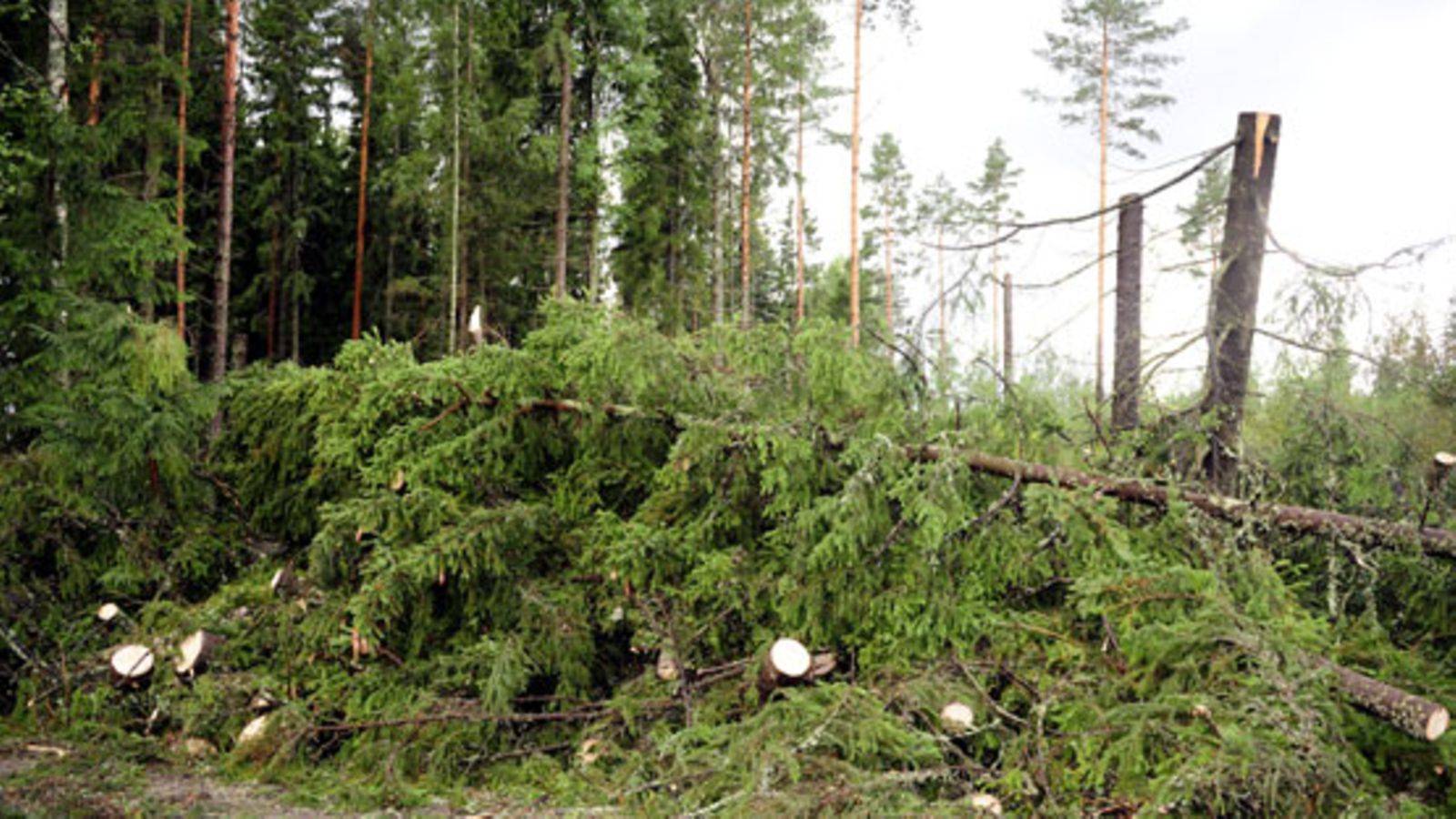 Lehtikuva