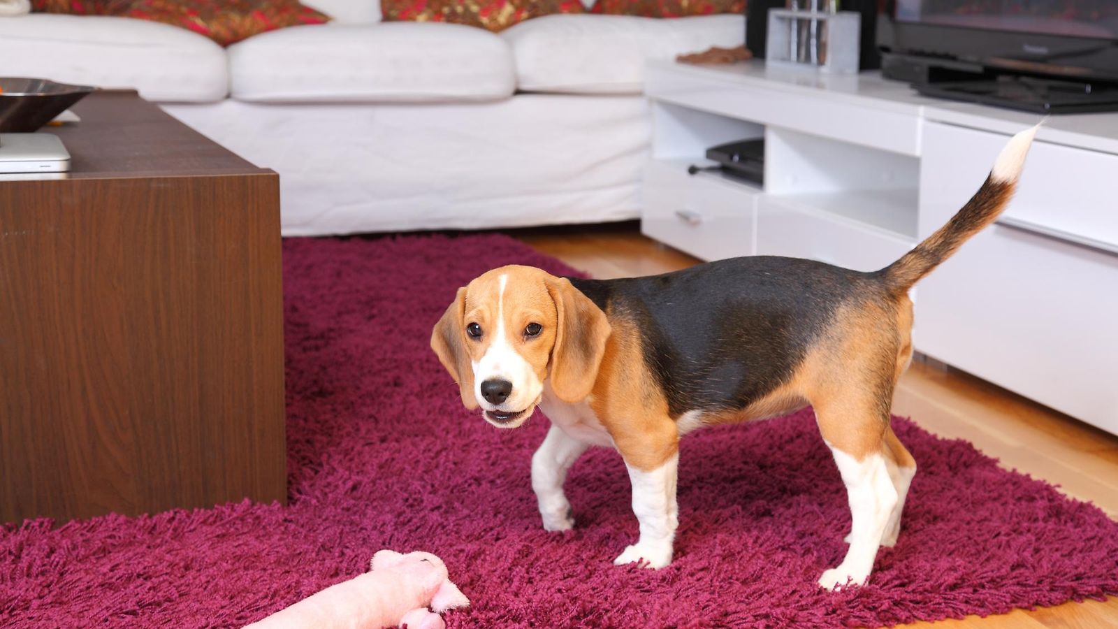 koira, beagle