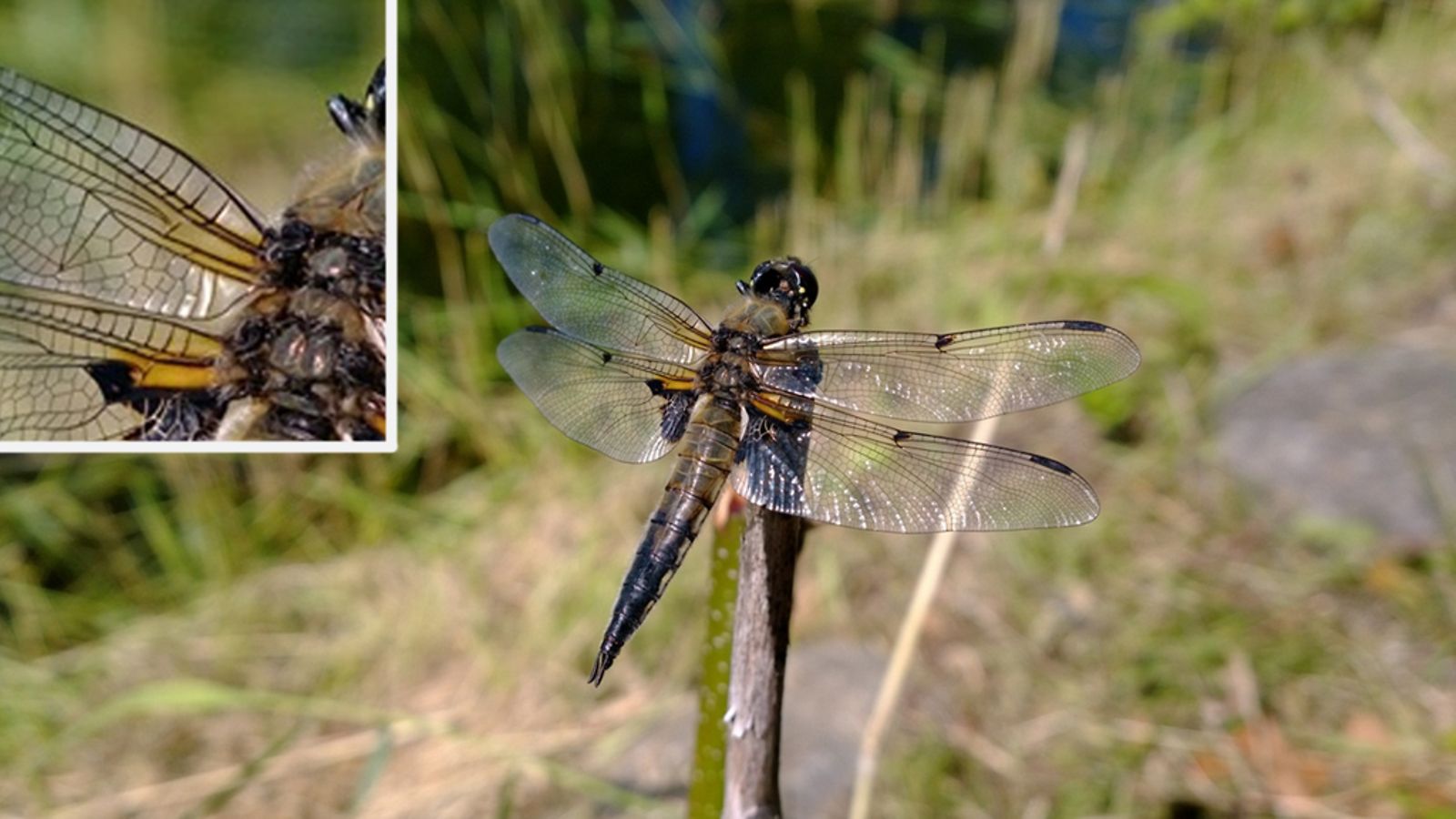 Lumia 1020 -puhelimella otettu kuva