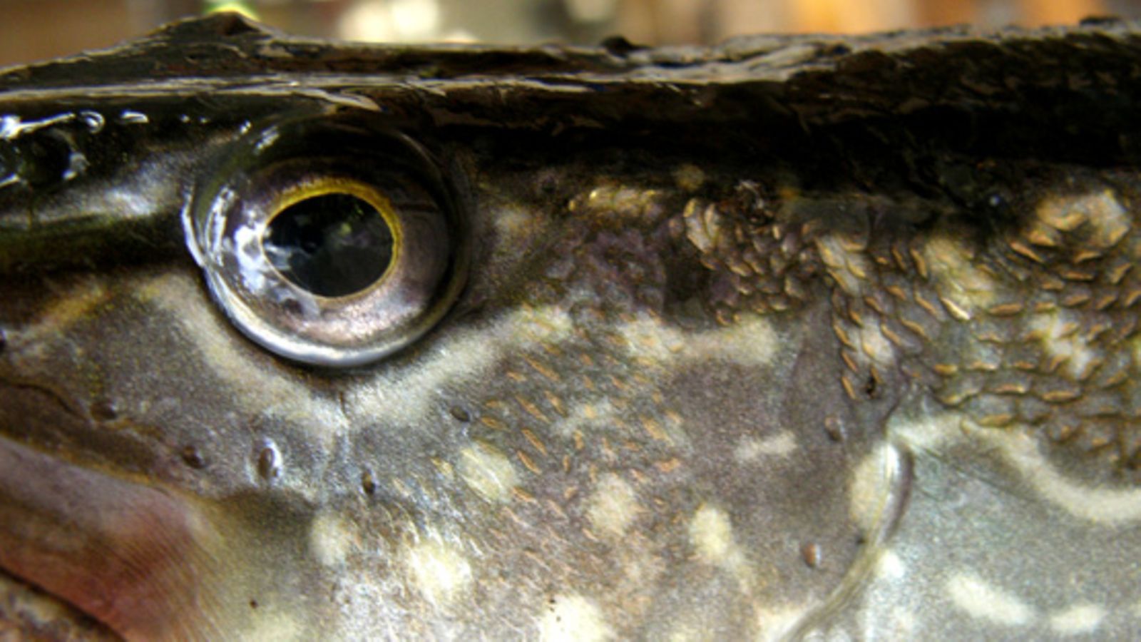 Hauki