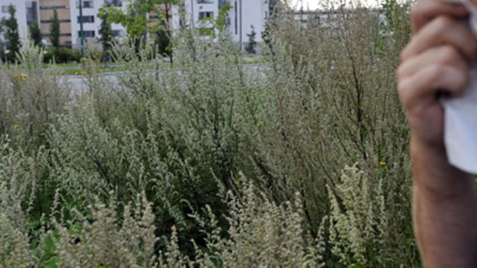 Pujoa Tammistossa Vantaalla 29. heinäkuuta 2009. Pujo on pahimpia siitepölyallergian aiheuttajia, koska se tuottaa muita kasveja enemmän siitepölyä.  Lehtikuva