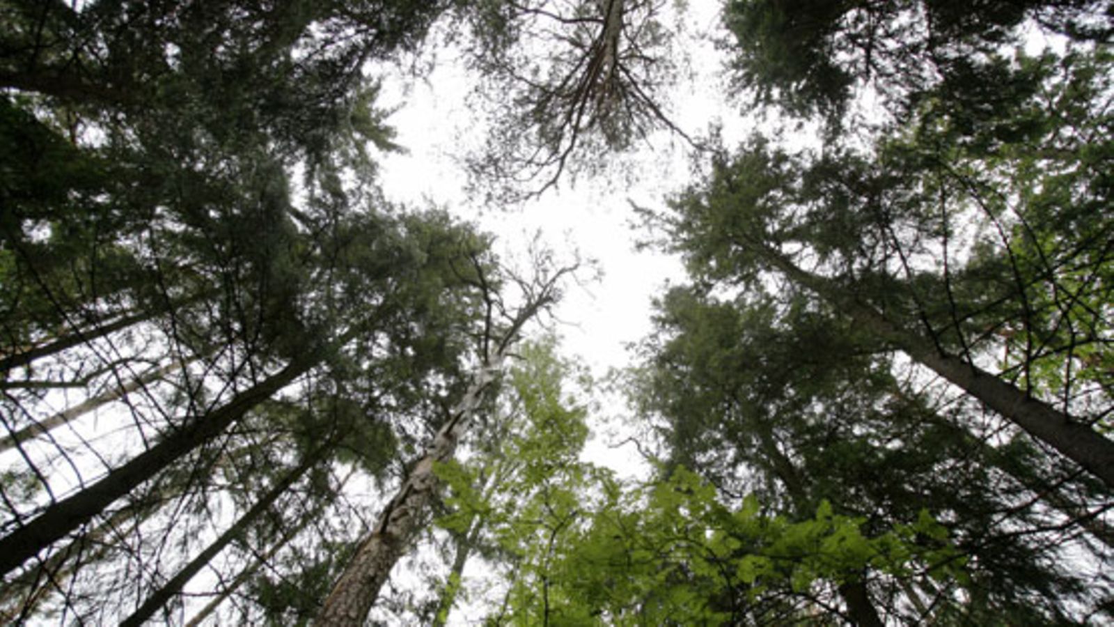 Luontopainotteisesti suunniteltua metsää Pohjolan Elämystilalla Karstun kylässä Lohjalla 18. kesäkuuta 2008.