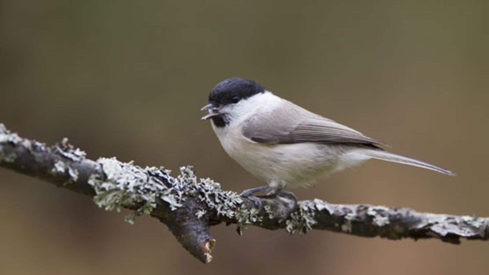 Viitatiainen. Kuvaaja Mika Selin/Birdnet.fi