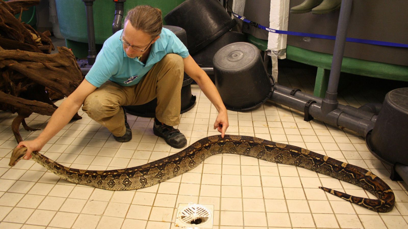 Maija-boa Sea Life Helsingin karanteeinissa 17. syyskuuta 2012.