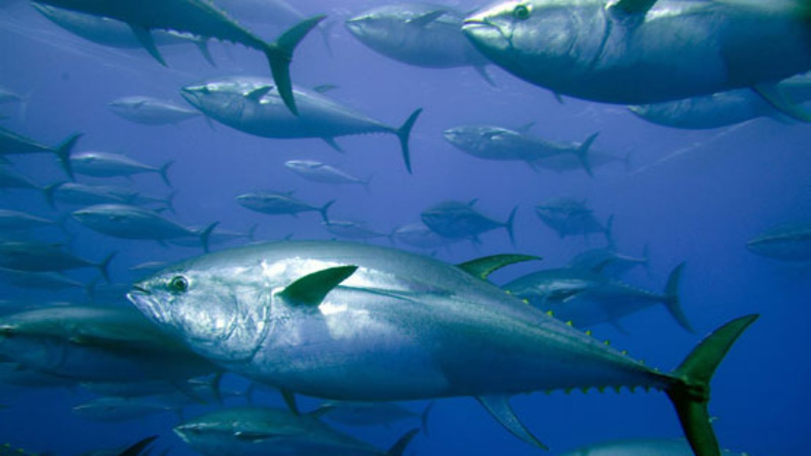 An undated handout picture provided by Greenpeace International shows captive bluefin tuna inside a transport cage.