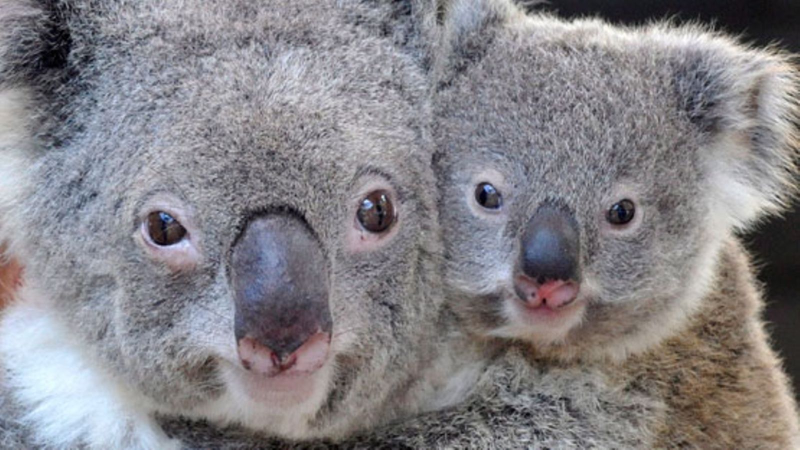 Poliisi tutkii Australiassa julmaa koalaemoon ja tämän poikaseen kohdistunutta hyökkäystä. Kuvan koalat eivät liity uutiseen.