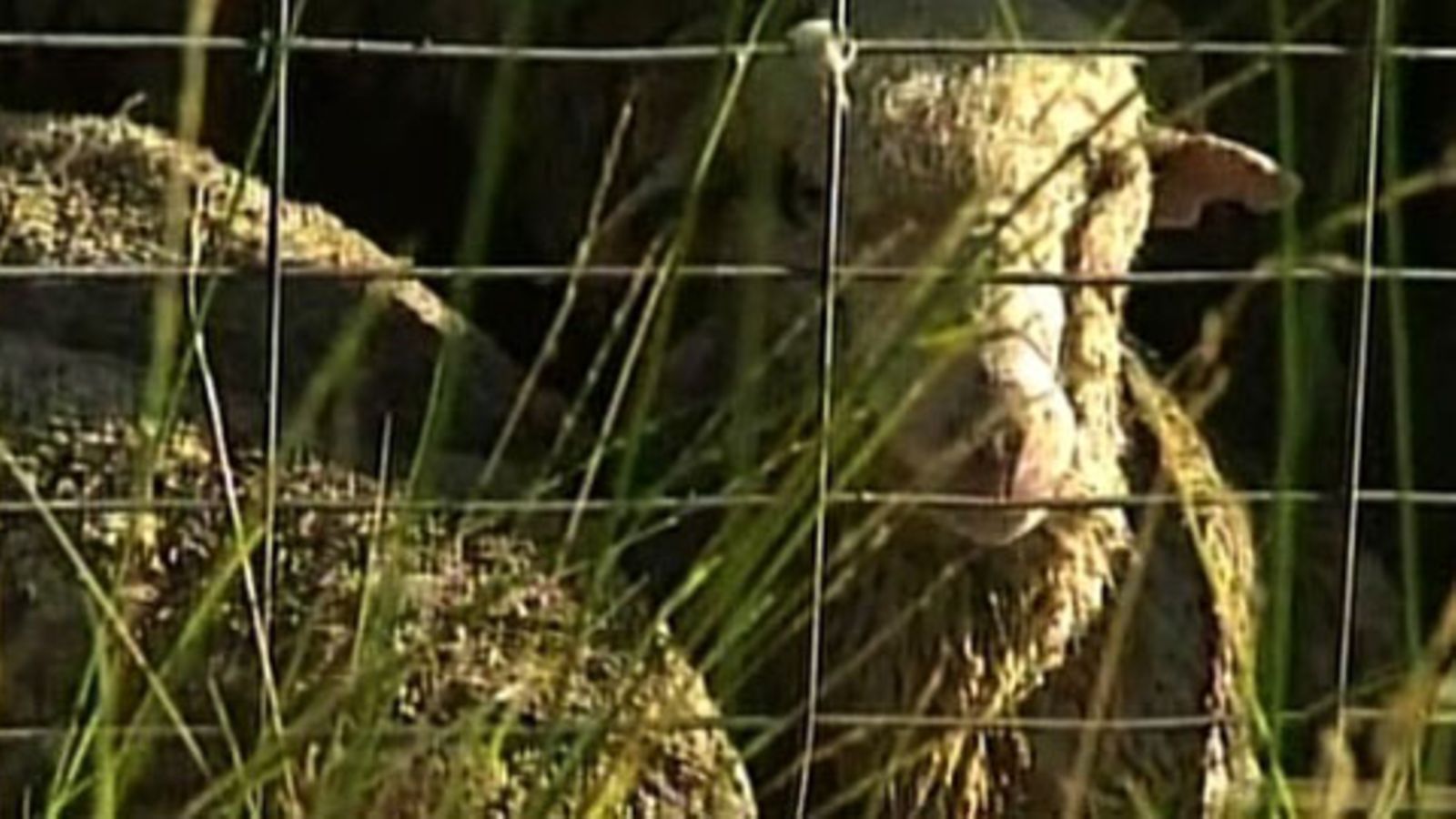 Australiassa on ryhdytty lennättämään lampaita turvaan tulva-alueilta. 18. maaliskuuta 2010.