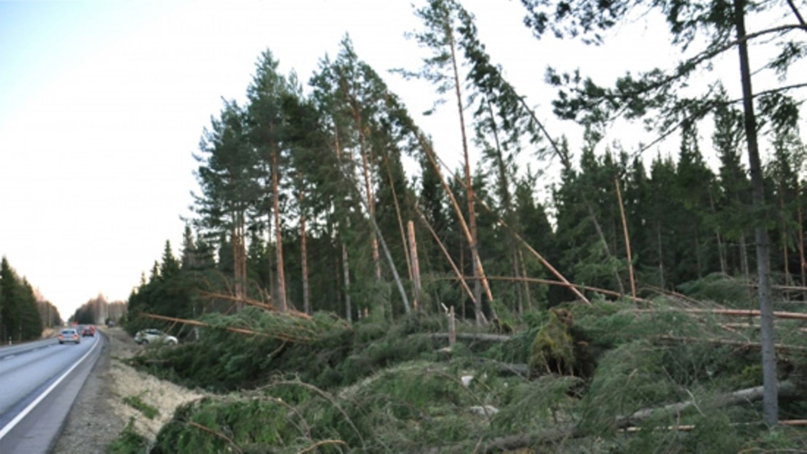 Uutissilmä: 28.12.2011, Tapaninpäivän myrskyn tuhoja valtatie 2 varrella, tuhansia puita kaatunut välillä Pori-Helsinki.