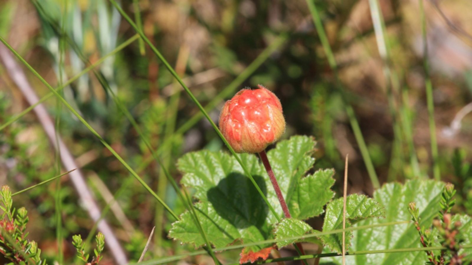 Uutissilmä 29.6.2012, Lakkasuolla - Joensuu