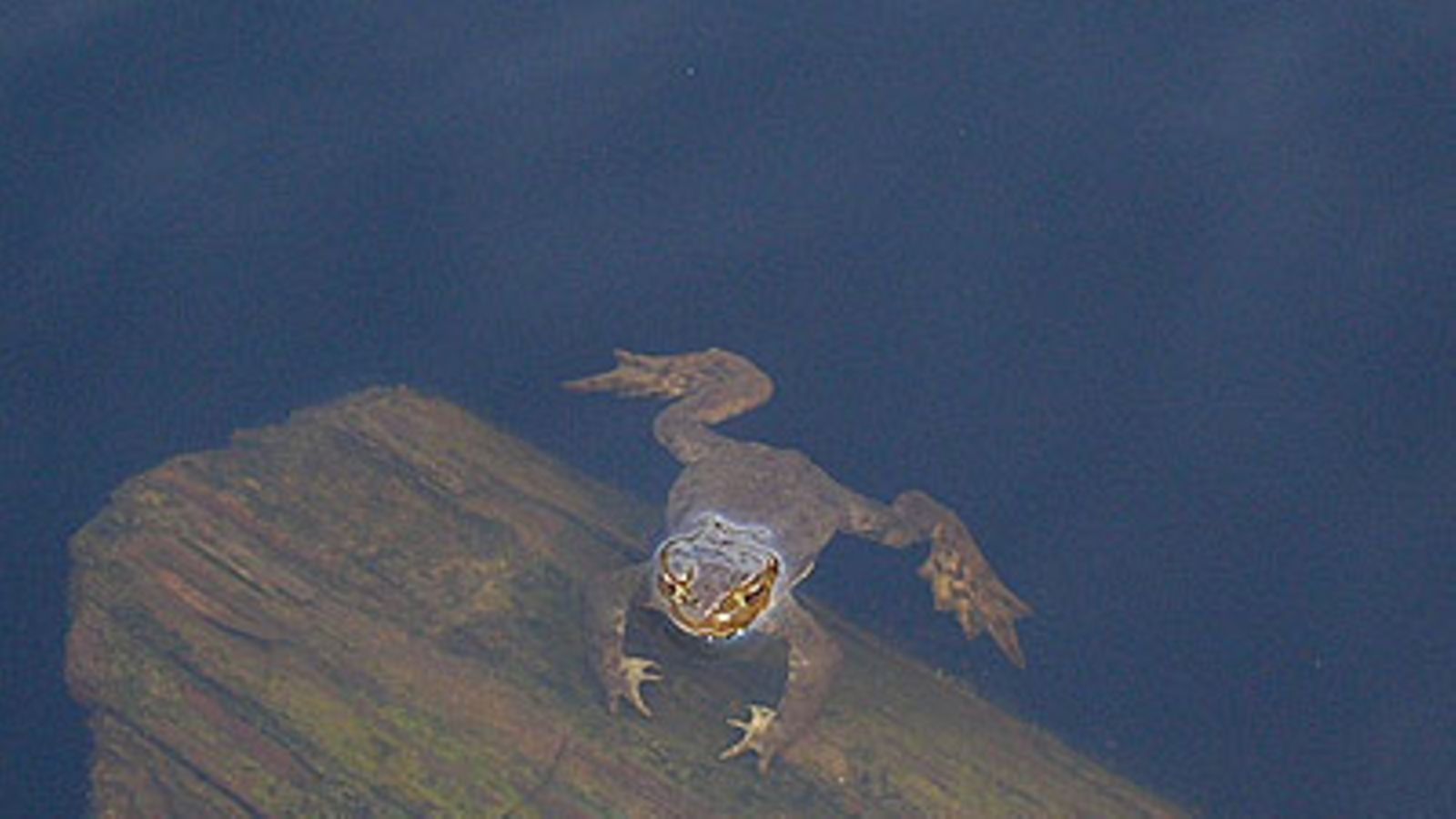 (27.04.2008) Storträsk, Sipoo, Saku-sammakko Kuvaaja: Vesa T. Maukonen