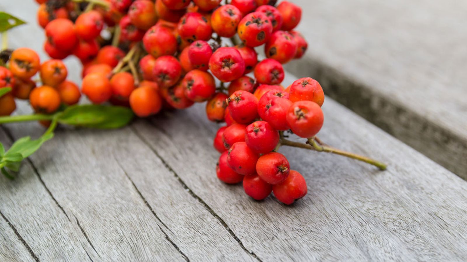 shutterstock_210585577_