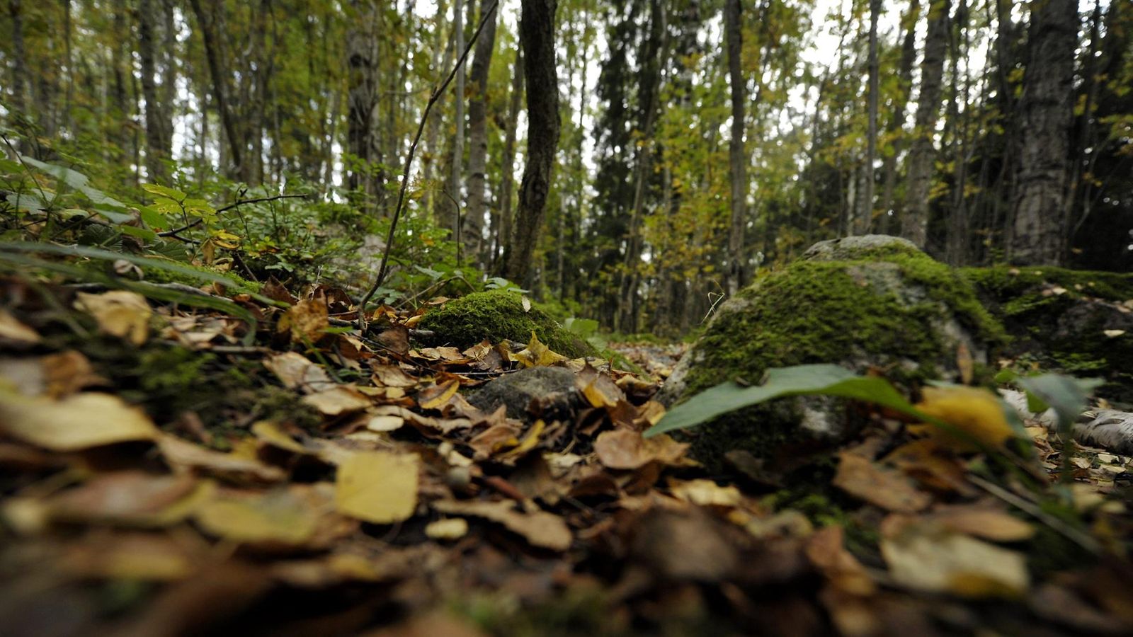 metsä