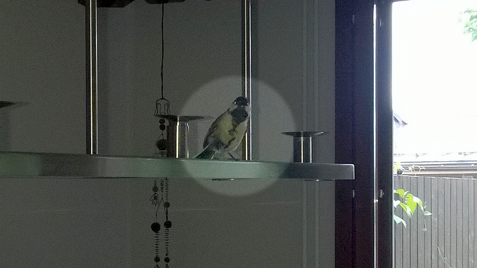 tipu tiainen (1)