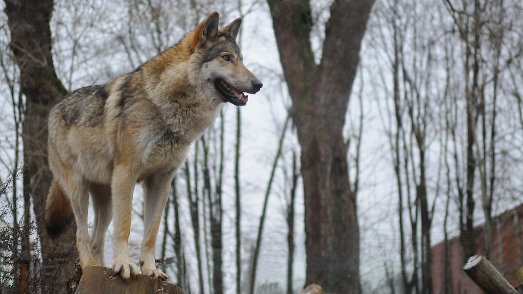 Erikoistutkija pitää tappamista ainoana ratkaisuna: "Se ei ole spekulaatiokysymys"