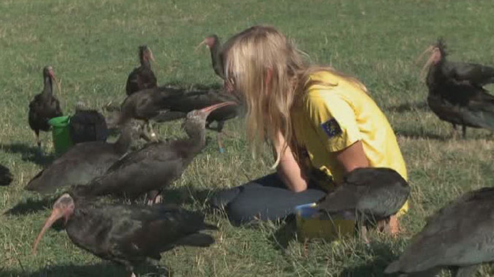 Töyhtöiibis