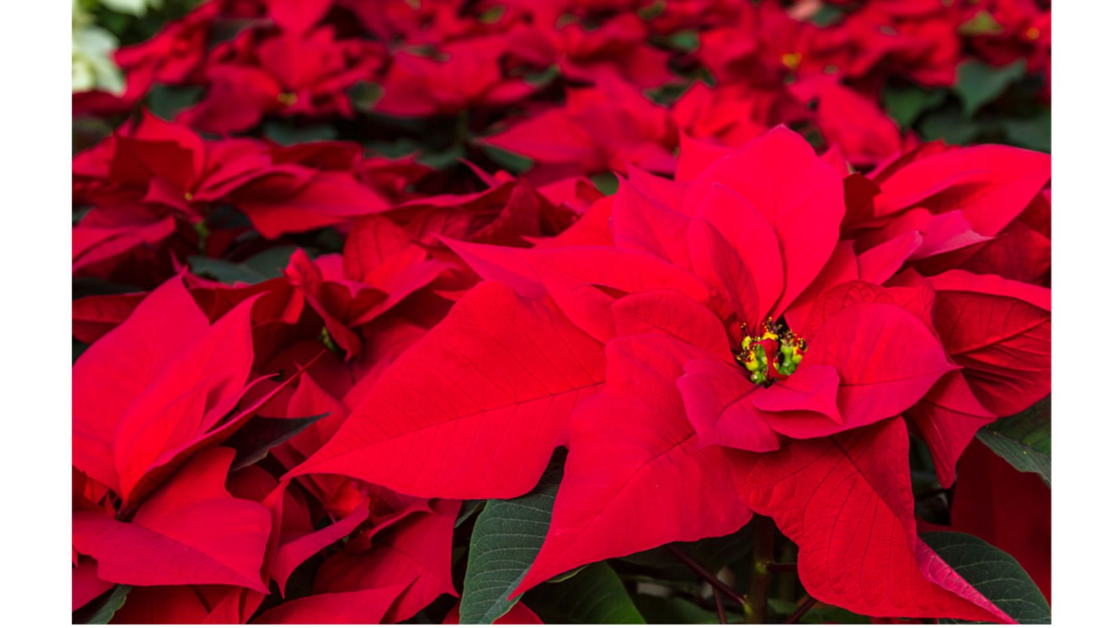 Pointsettia