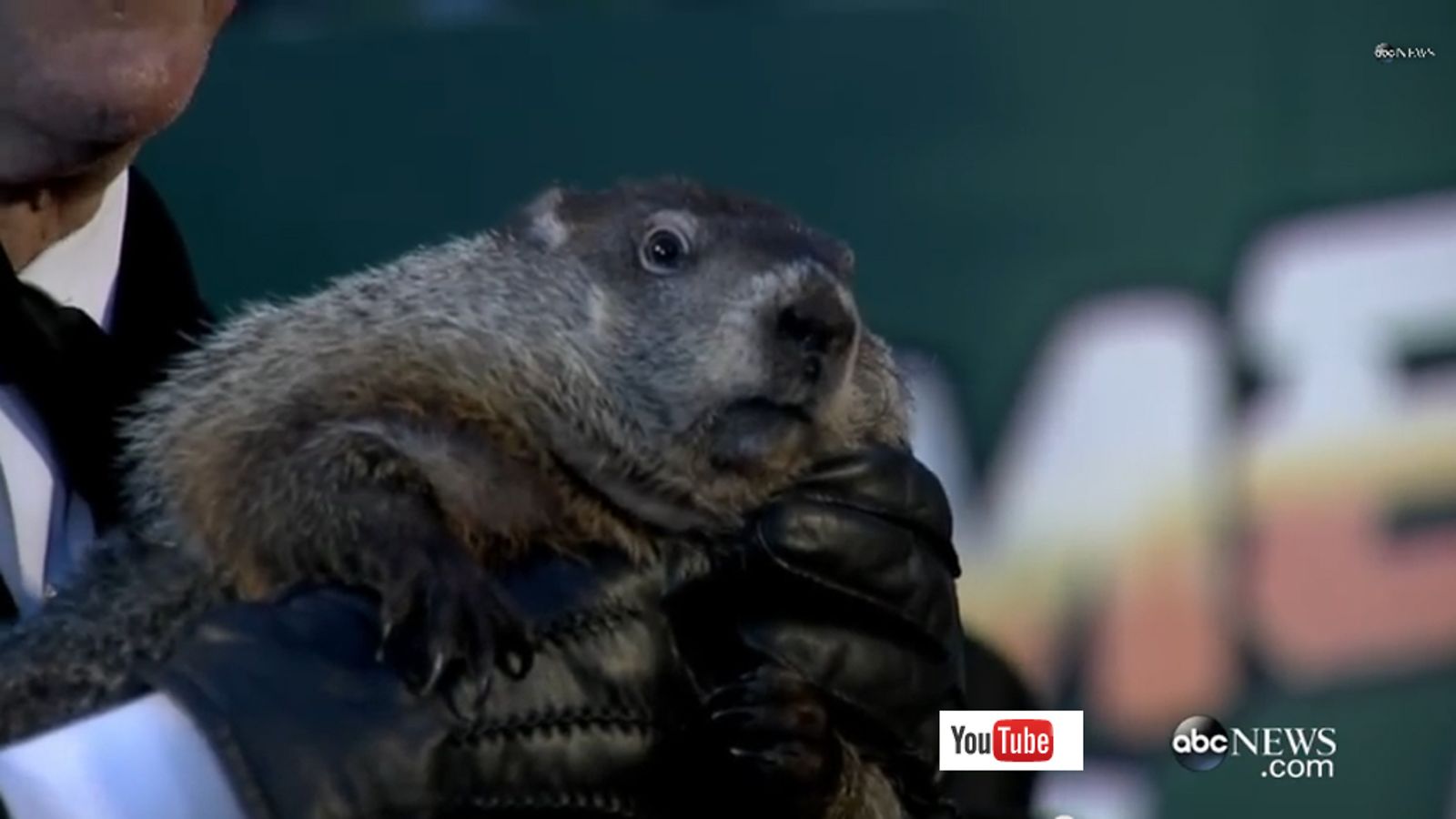 murmeli Punxsutawneyn Phil