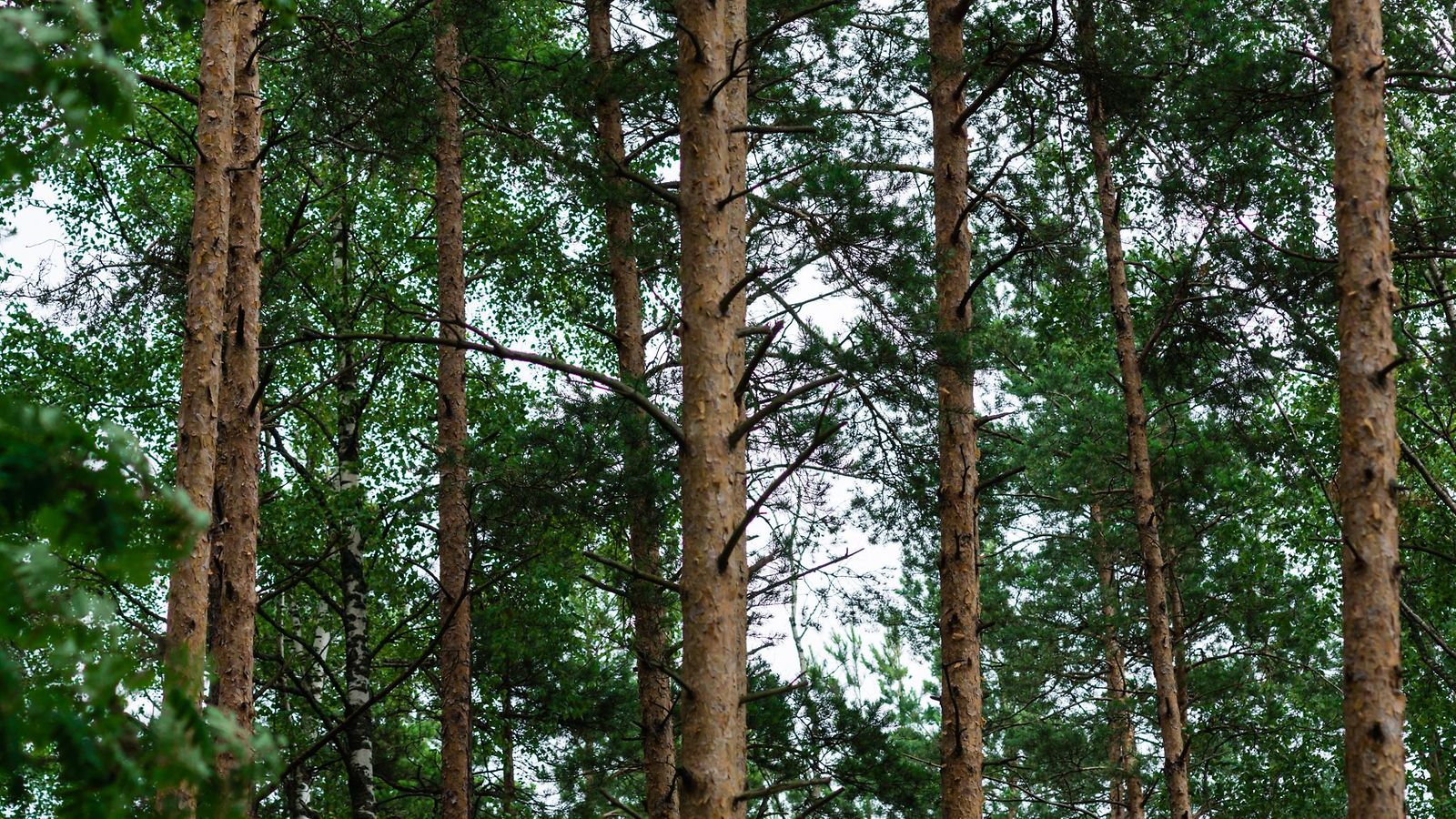 Mäntymetsä