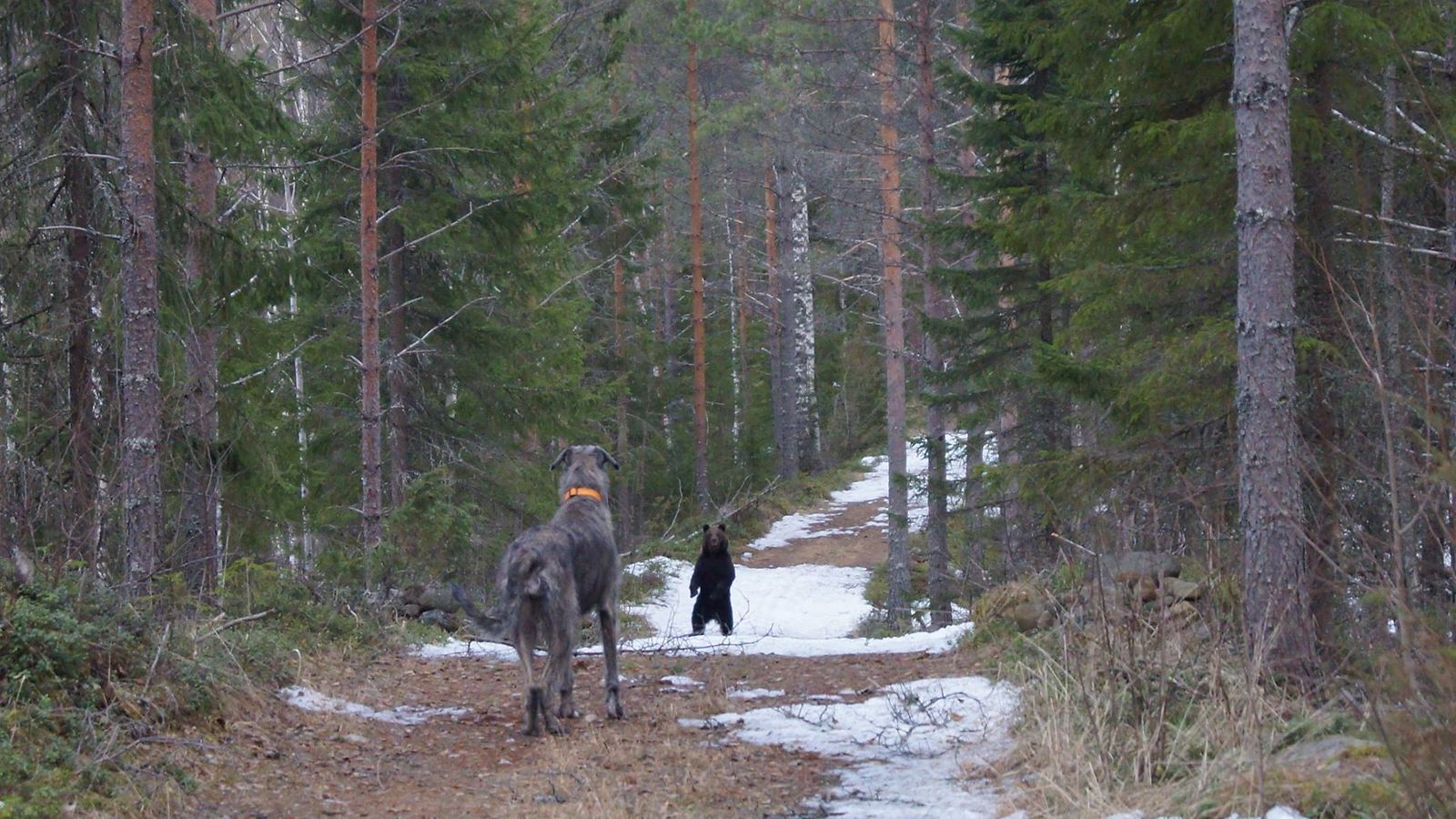 Koira ja karhu