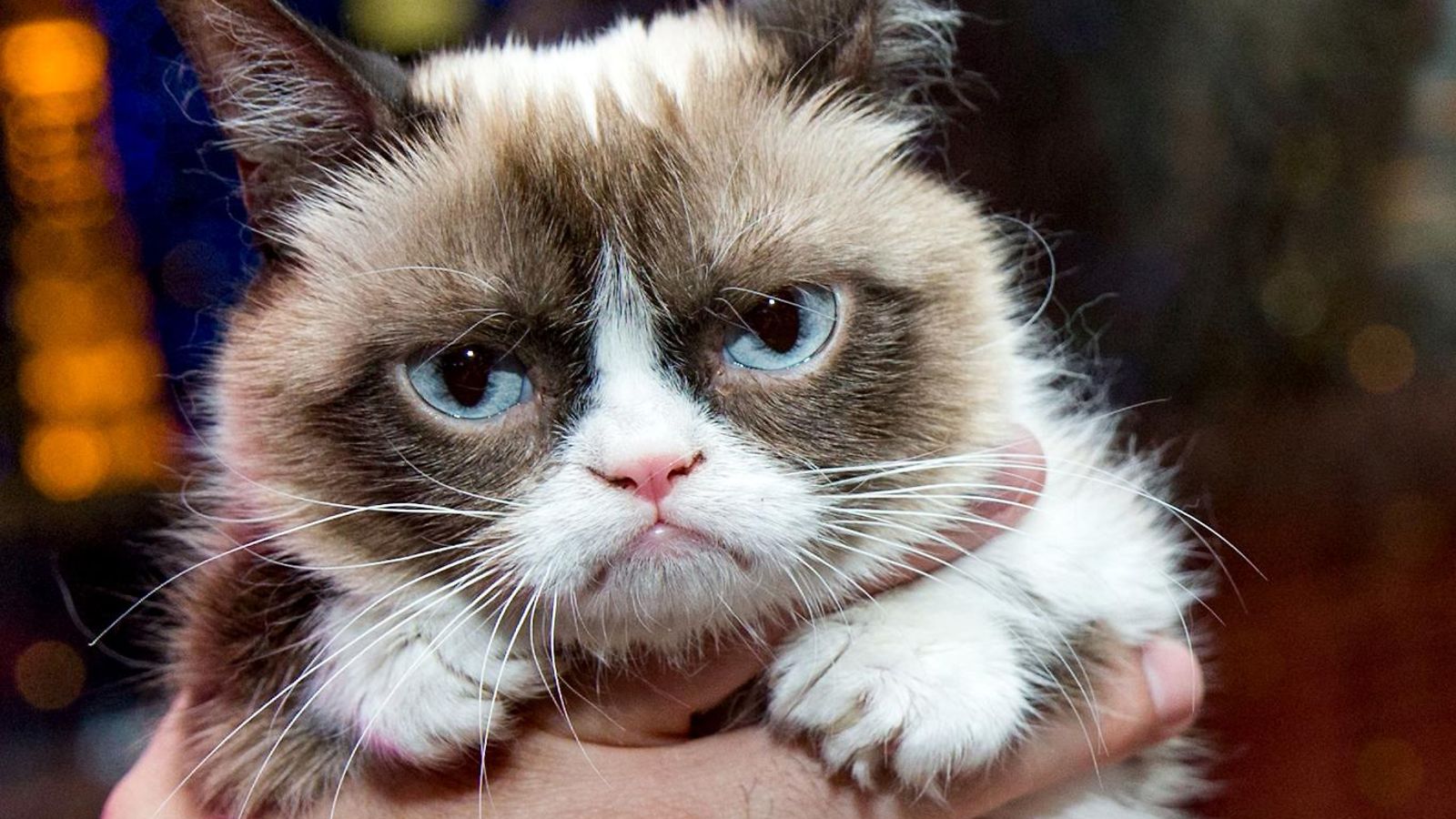 Grumpy Cat