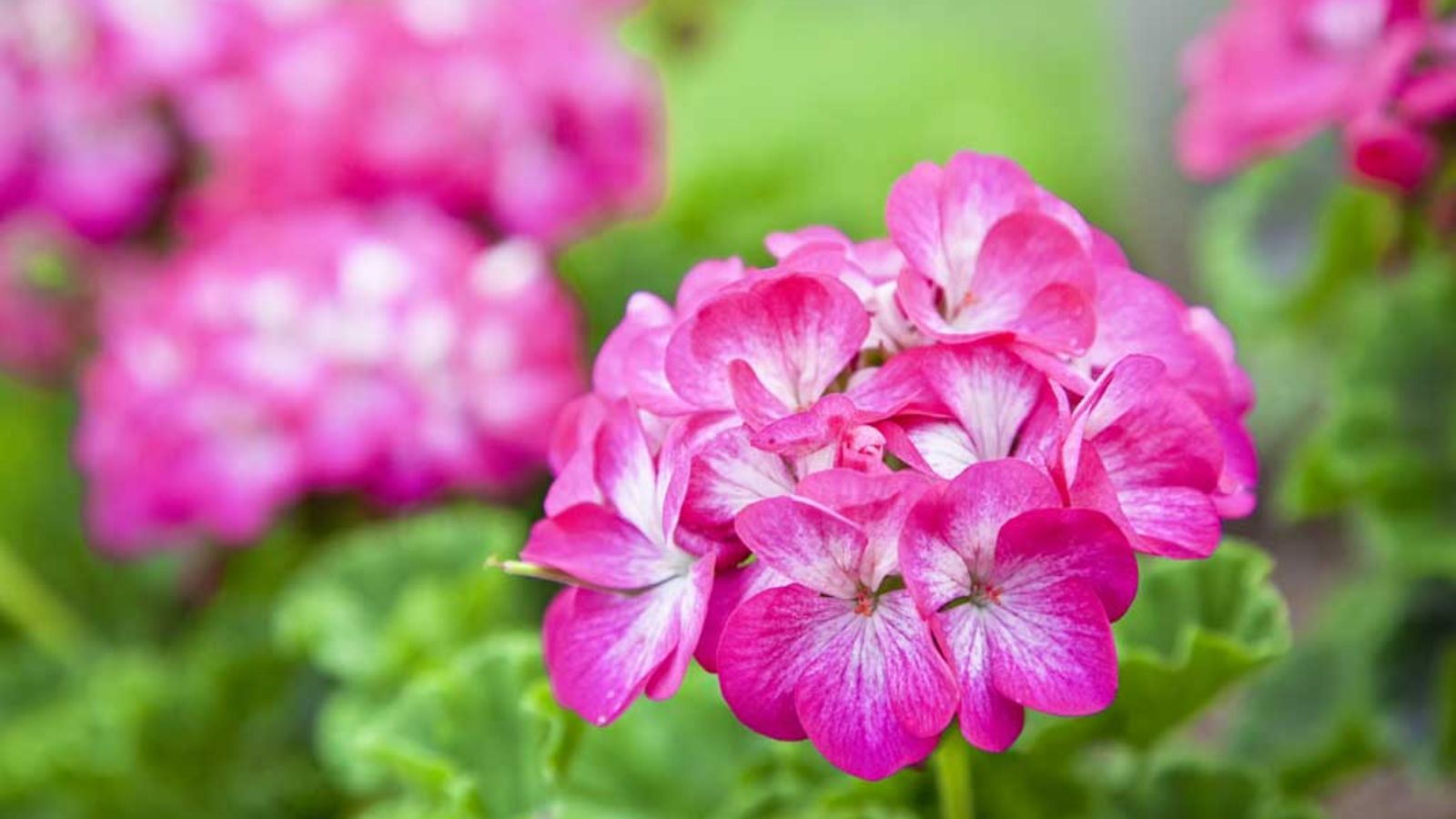 pelargonia