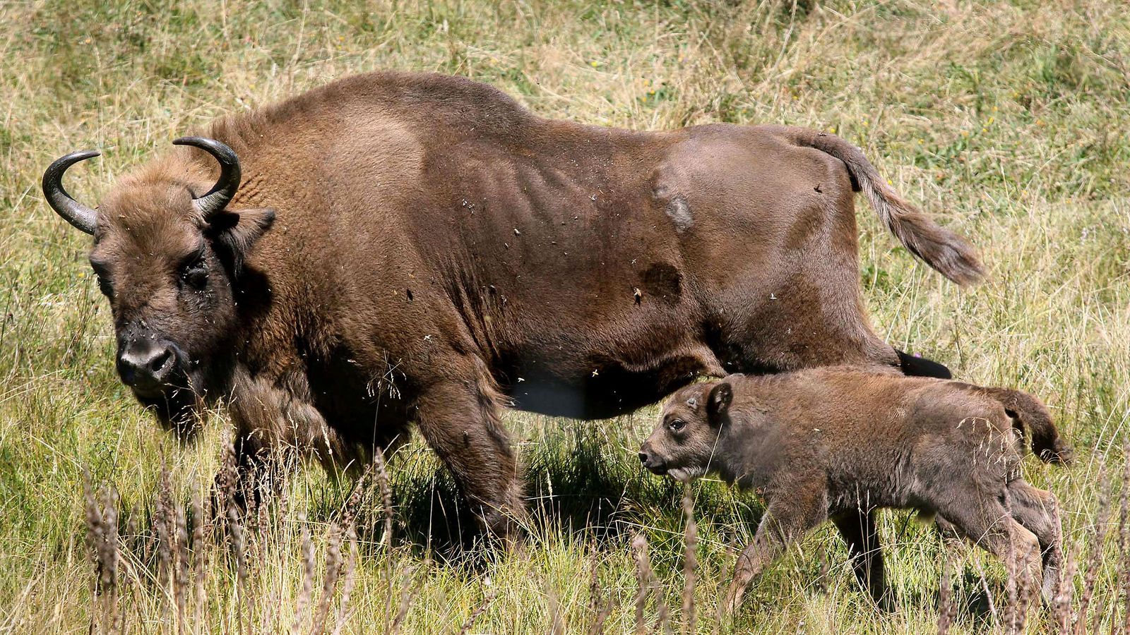 Bisons