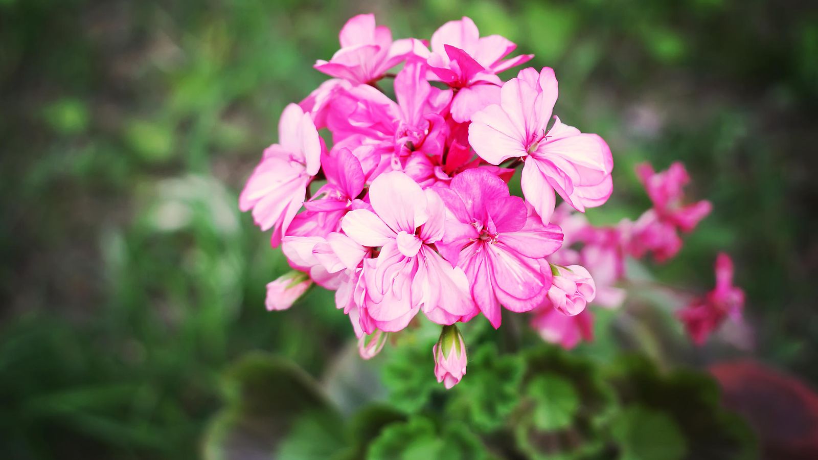 Pelargoni