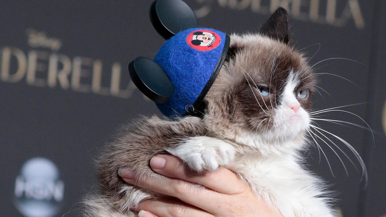 Grumpy cat