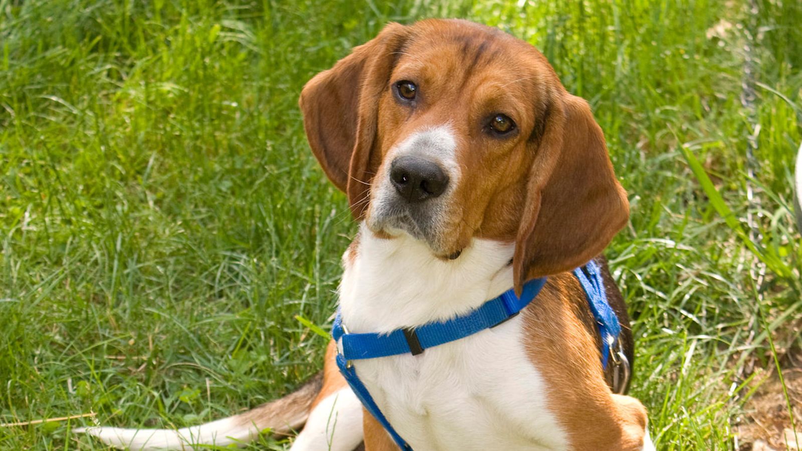Beagle