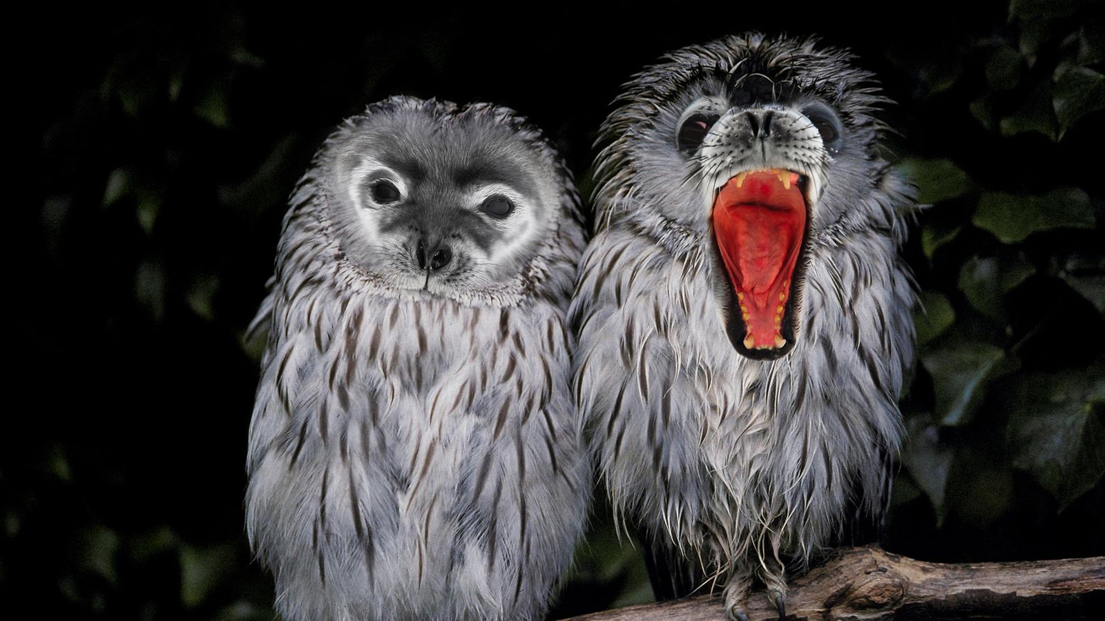 hyljepöllö