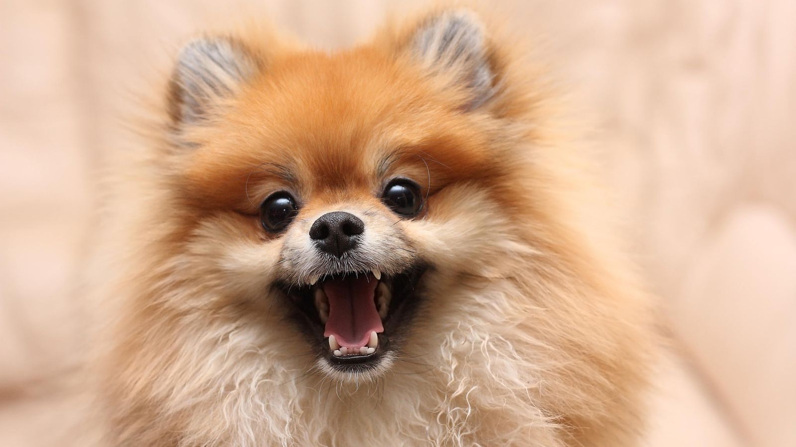 Pomeranian