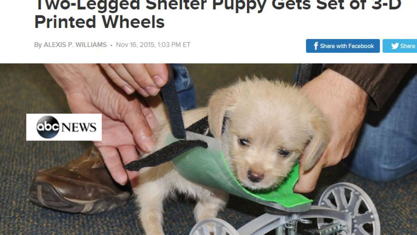 puppy