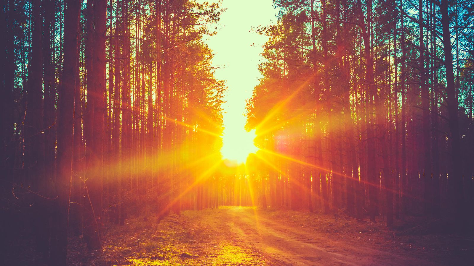 auringonnousu, metsä