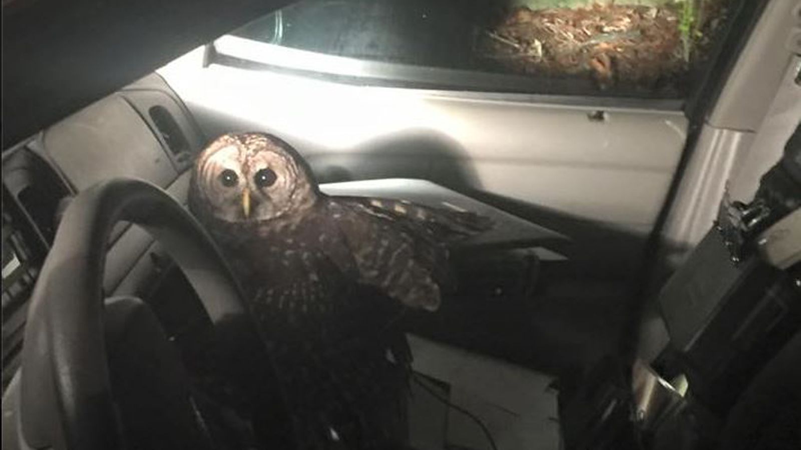 Pöllö poliisiautossa. Kuva: Covington Police Department/Facebook