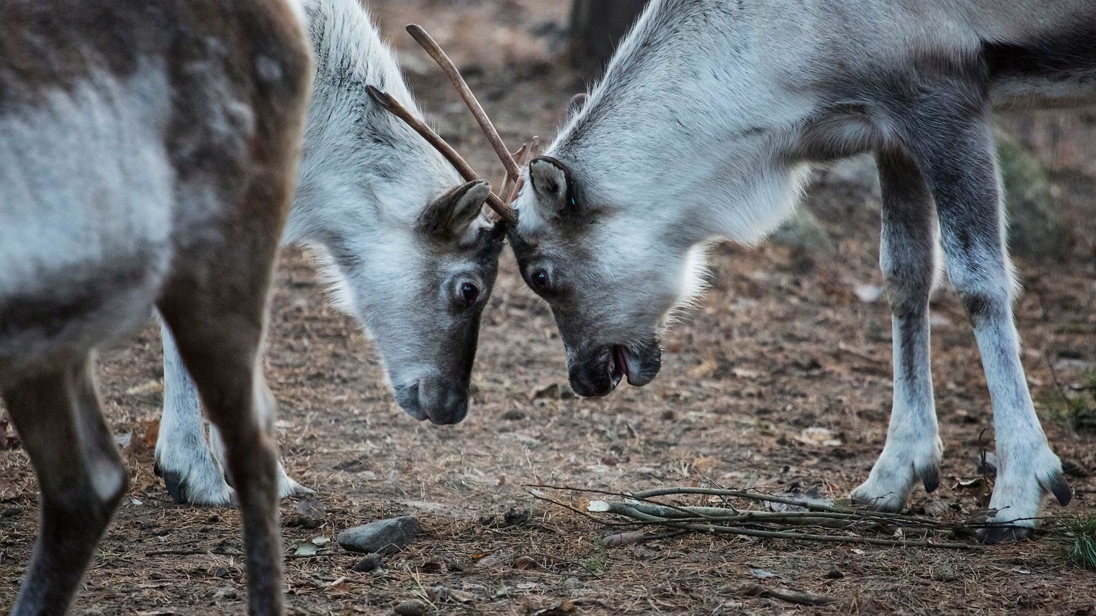 Metsäpeura, Korkeasaaren arkisto/Mari Lehmonen