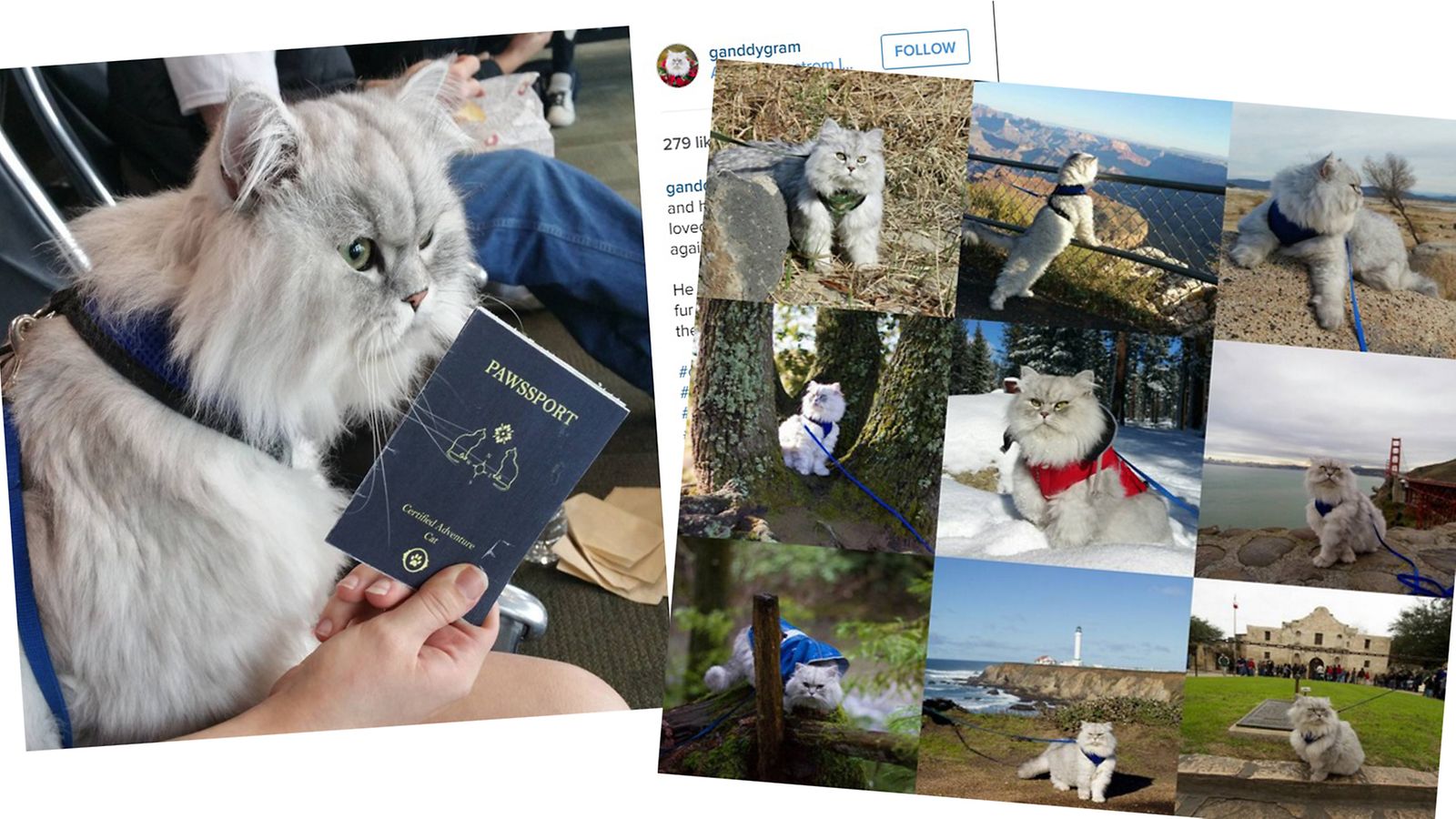 kissa_matkustaa