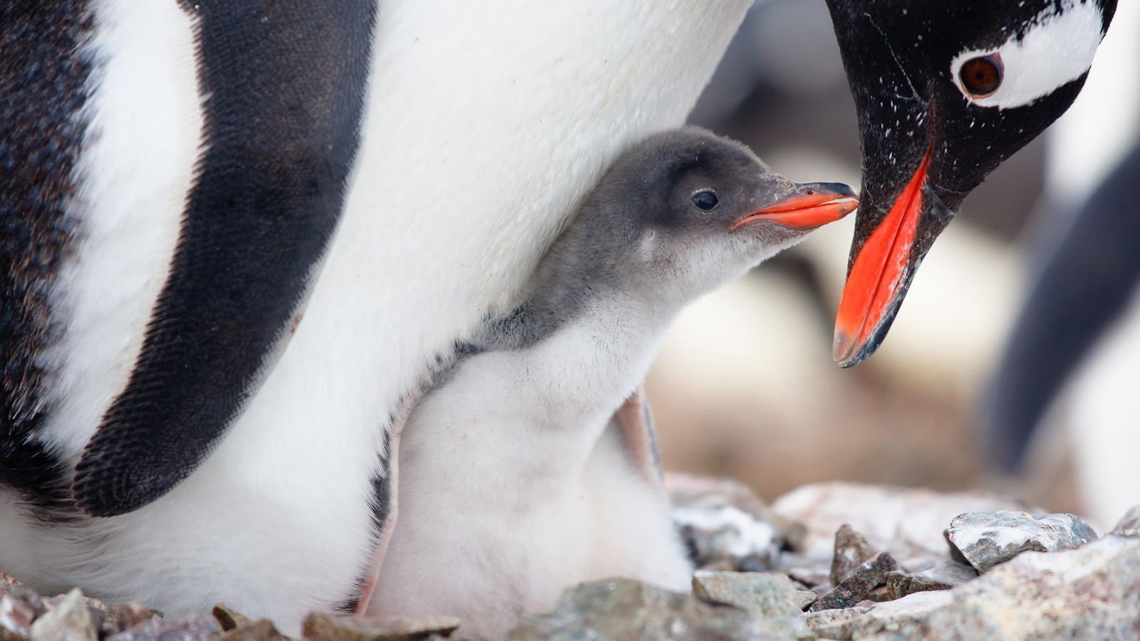 pingviini