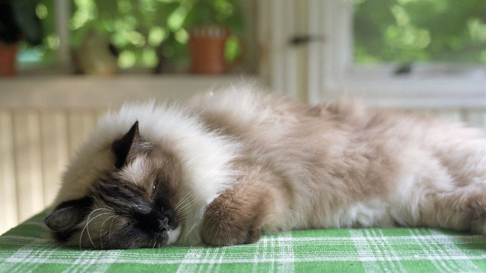 Ragdoll-kissa