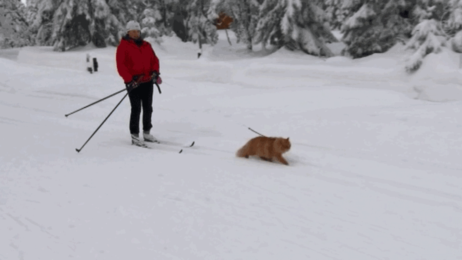 hiihtävä kissa