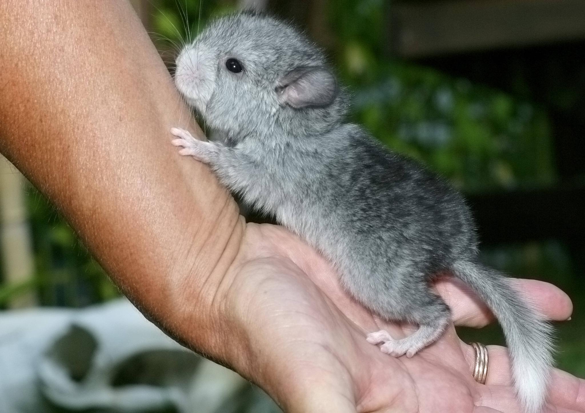 Chinchilla (1)