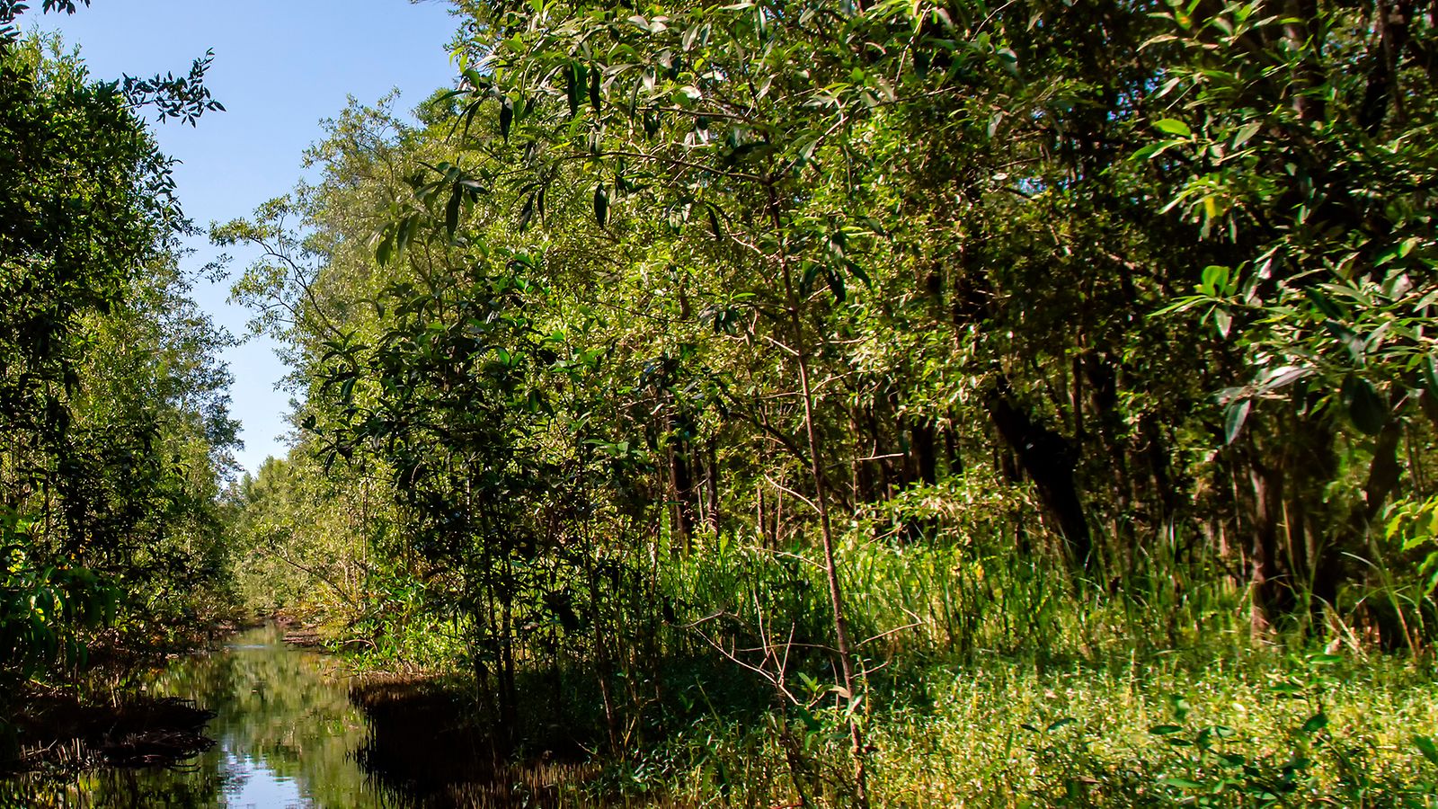 suriname metsäisin maa