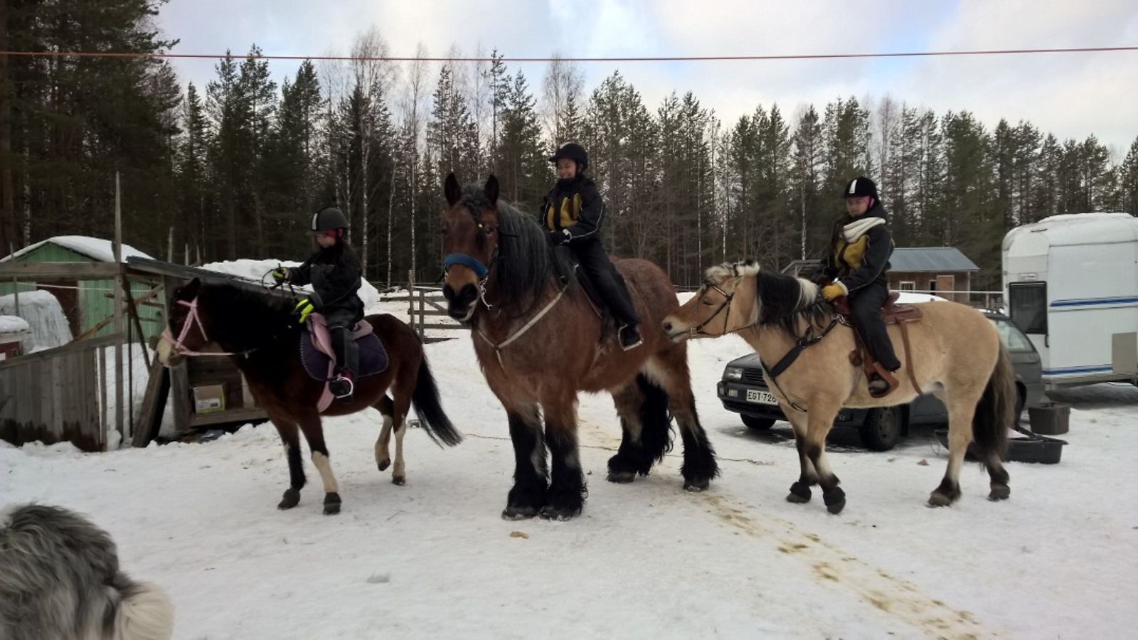 hevoset lähödssä lenkille kuhmossa